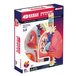 4D Human Anatomy Respiratory System