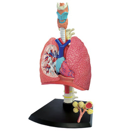 4D Human Anatomy Respiratory System