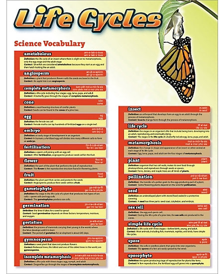 Life Cycles Chart