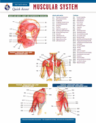 Muscular System- REA's Quick Access Reference Chart