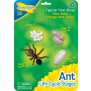 Ant Life Cycle Stages