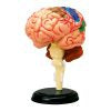 4D Human Anatomy Brain Model