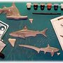 Eyewitness Kits Shark