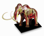 4D Vision Wooly Mammoth Anatomy Model