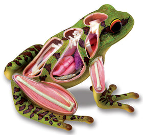 4D Vision Frog Anatomy Model