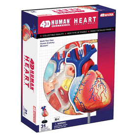 4D Anatomy Heart Model