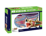 4D Vision Great White Shark Anatomy Model