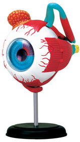 4D Anatomy Eyeball Model