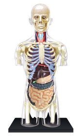 4D Human Anatomy Transparent Torso Model