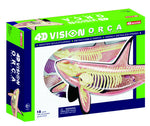 4D Vision Orca Anatomy Model